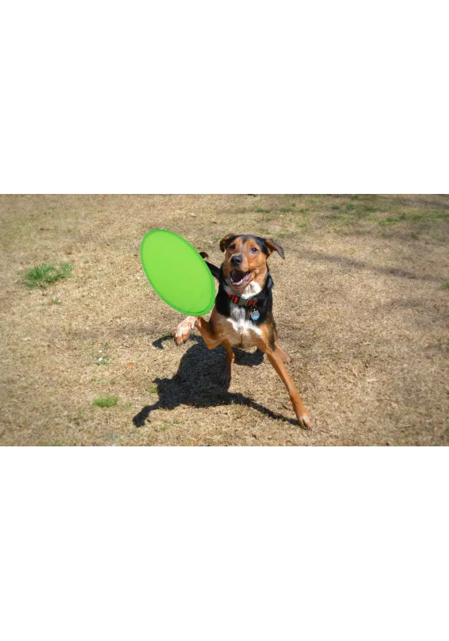 Frisbee Watson Plegable