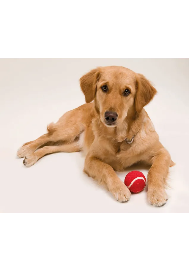 Pelota Niki