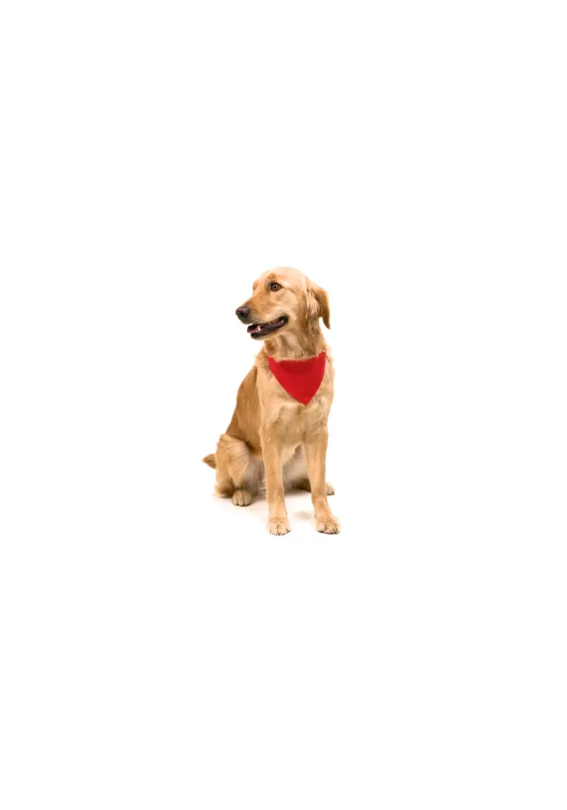 Collar Bandana Roco Ajustable